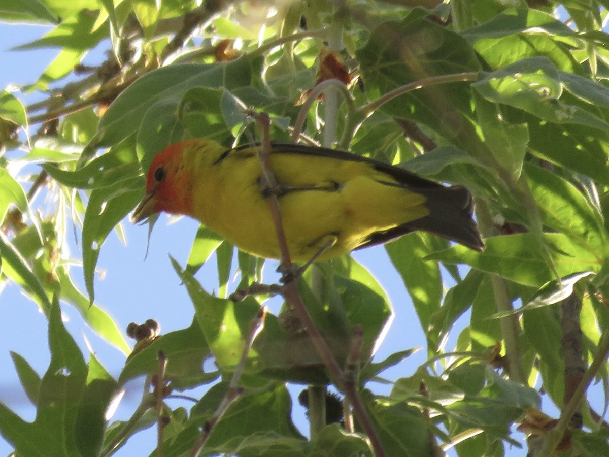 Western Tanager - ML618471243