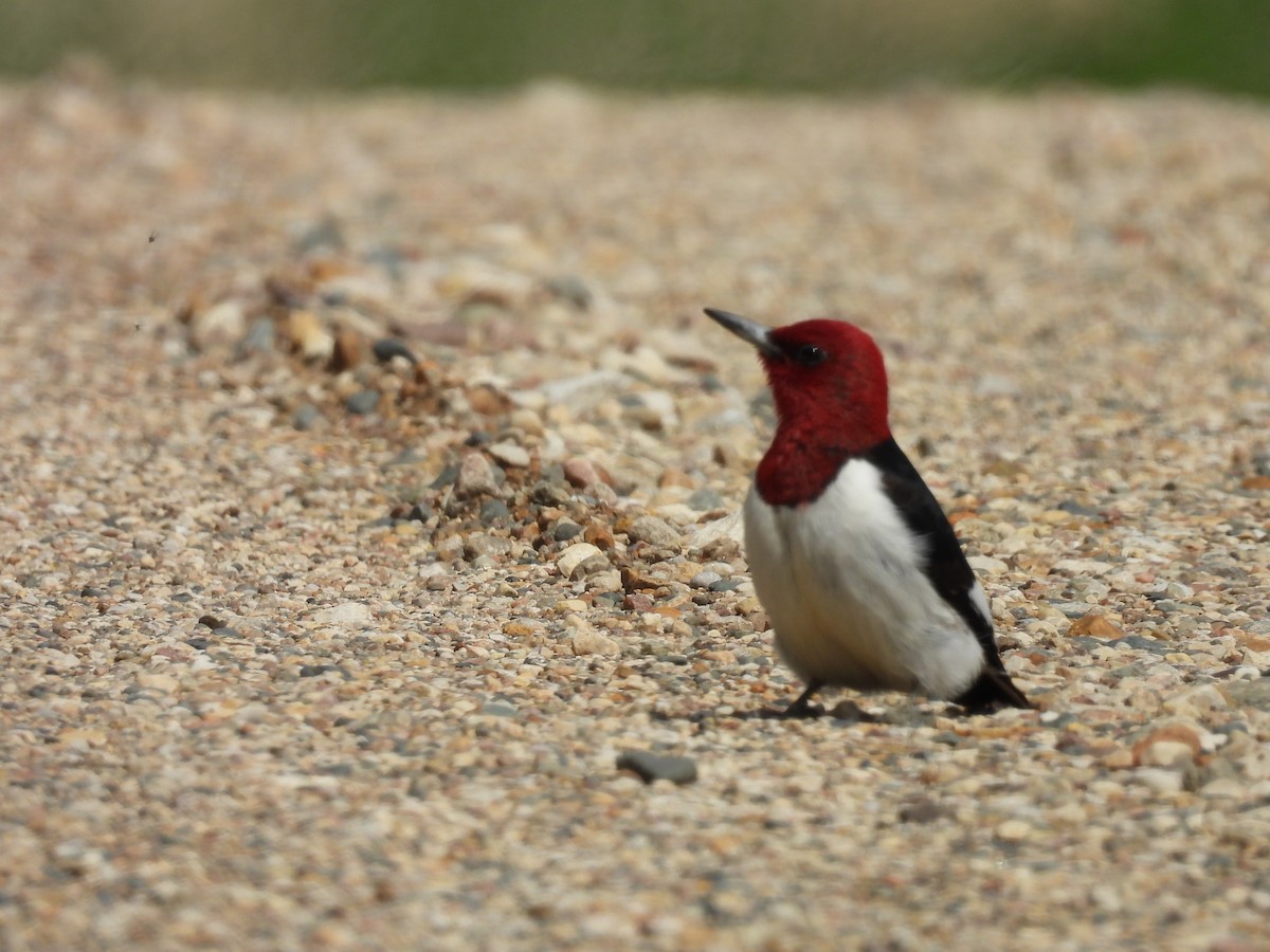 Red-headed Woodpecker - ML618471273