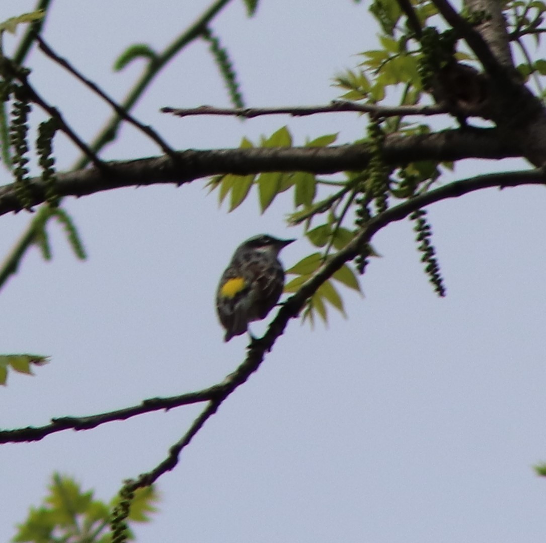 Yellow-rumped Warbler - ML618471294