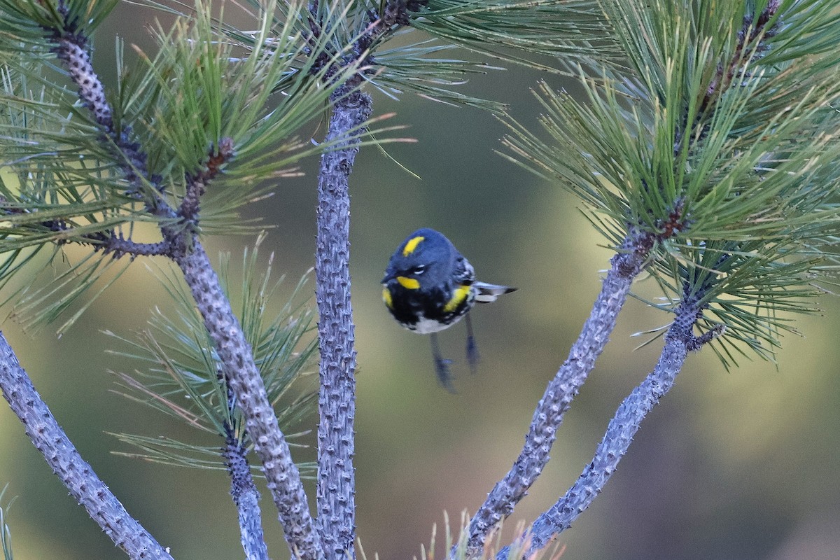 Yellow-rumped Warbler (Audubon's) - ML618471324