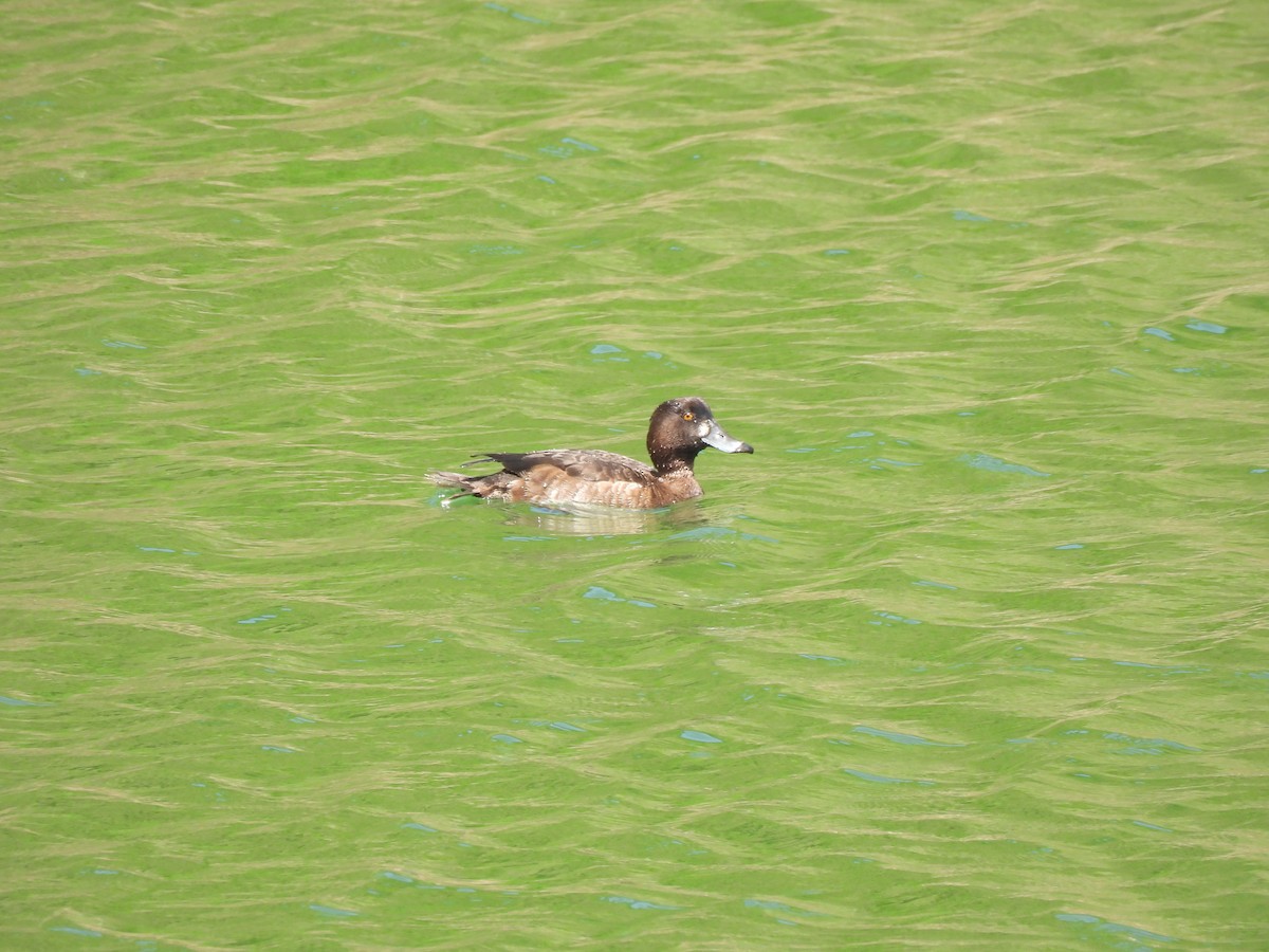 Tufted Duck - ML618471326