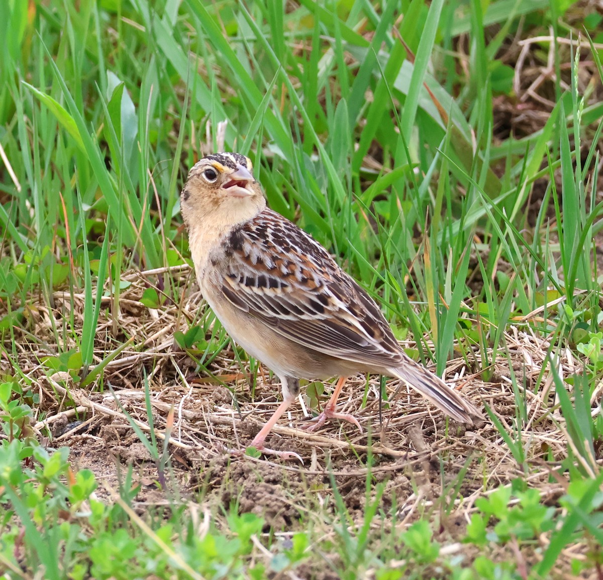 Grasshopper Sparrow - ML618471346
