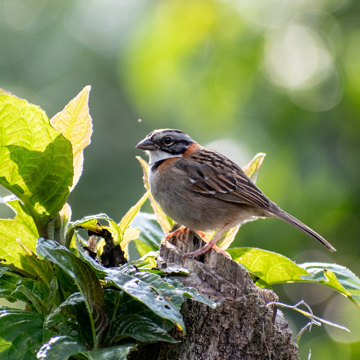 Rufous-collared Sparrow - ML618471359