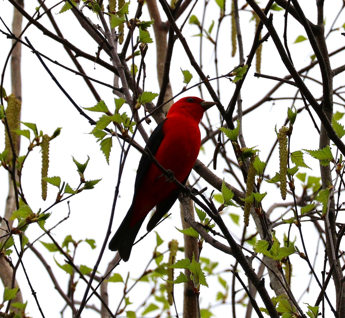 Scarlet Tanager - ML618471372