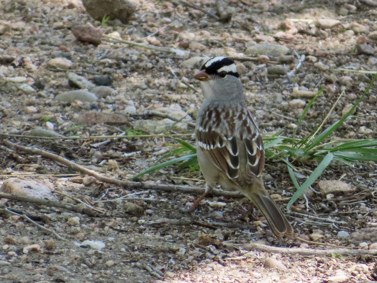 White-crowned Sparrow - ML618471391