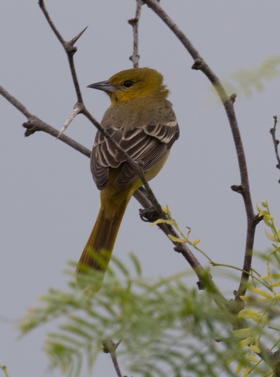 Orchard Oriole - ML618471407