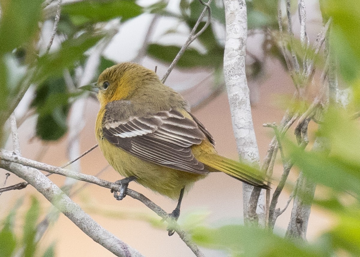 Orchard Oriole - ML618471408