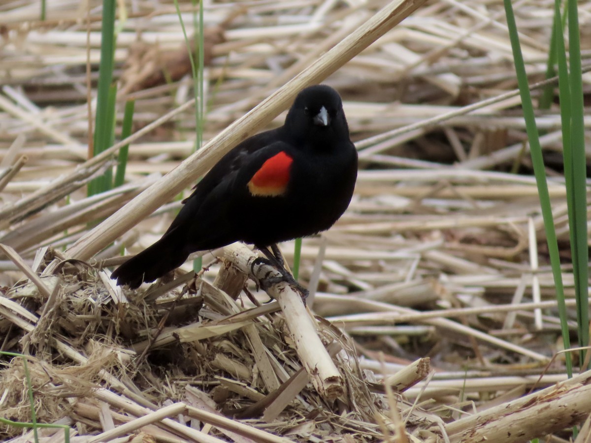 Red-winged Blackbird - ML618471409