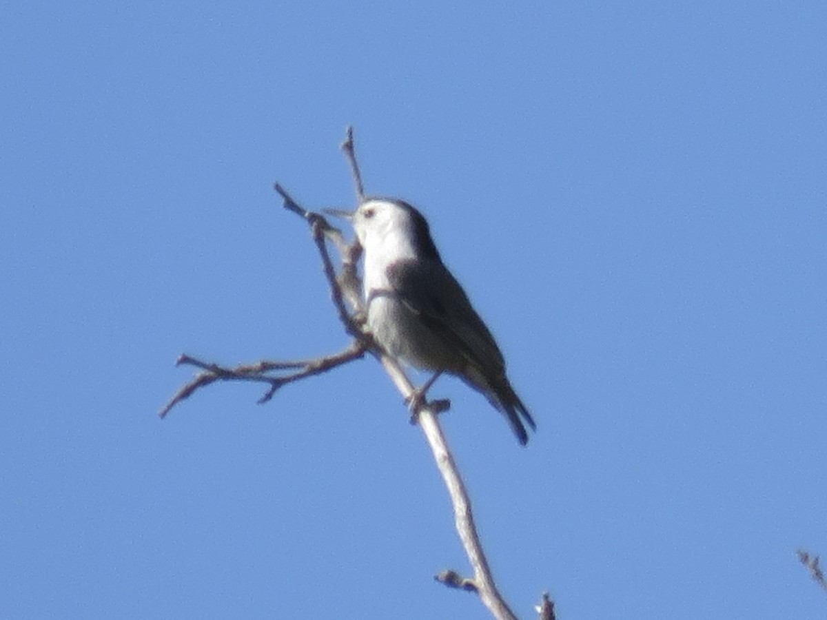 White-breasted Nuthatch (Interior West) - ML618471428