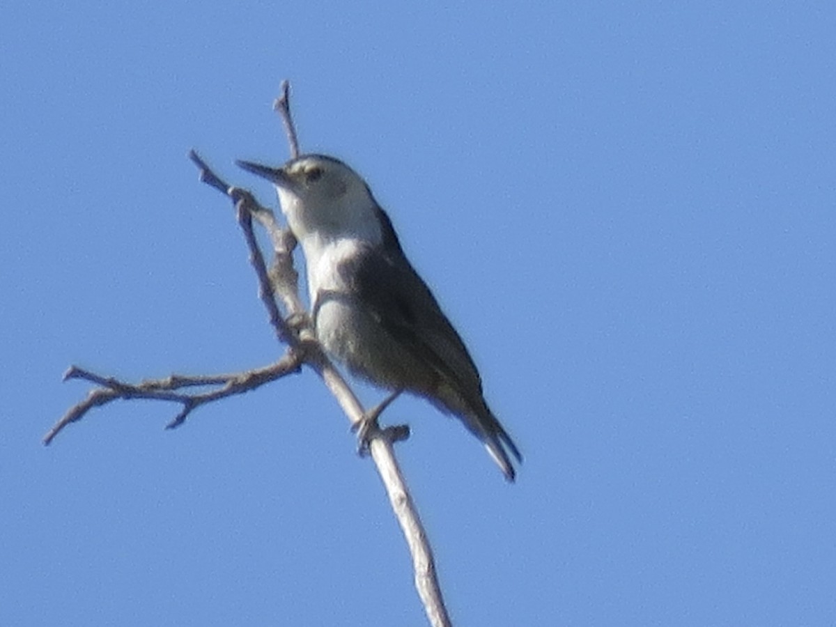 White-breasted Nuthatch (Interior West) - ML618471429