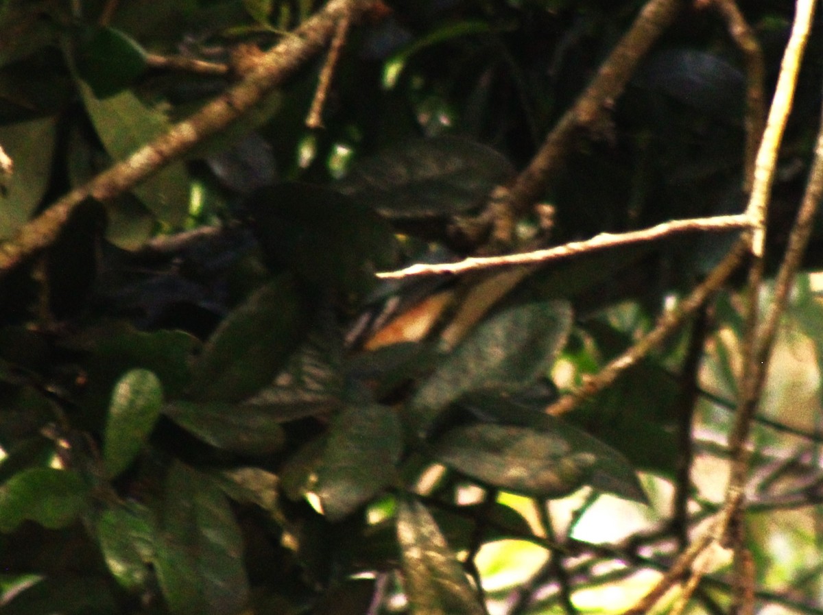 Bay-breasted Warbler - ML618471453
