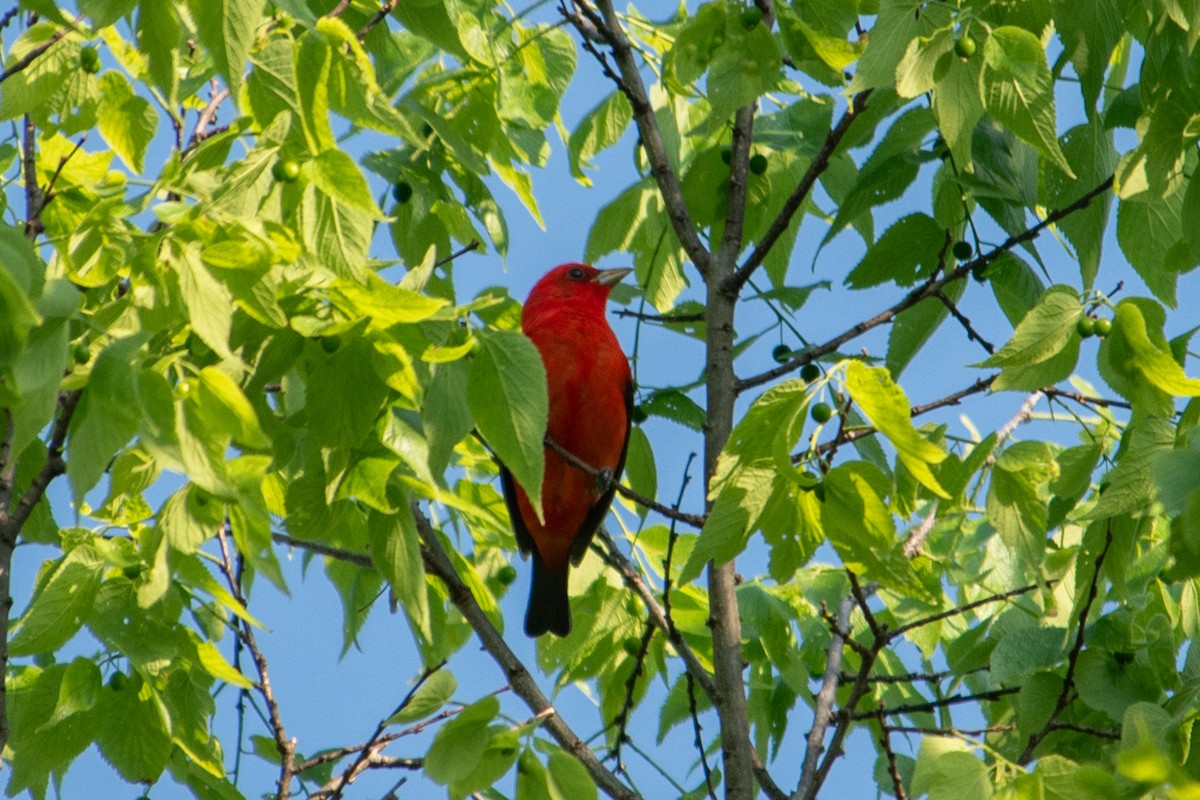Scarlet Tanager - ML618471465