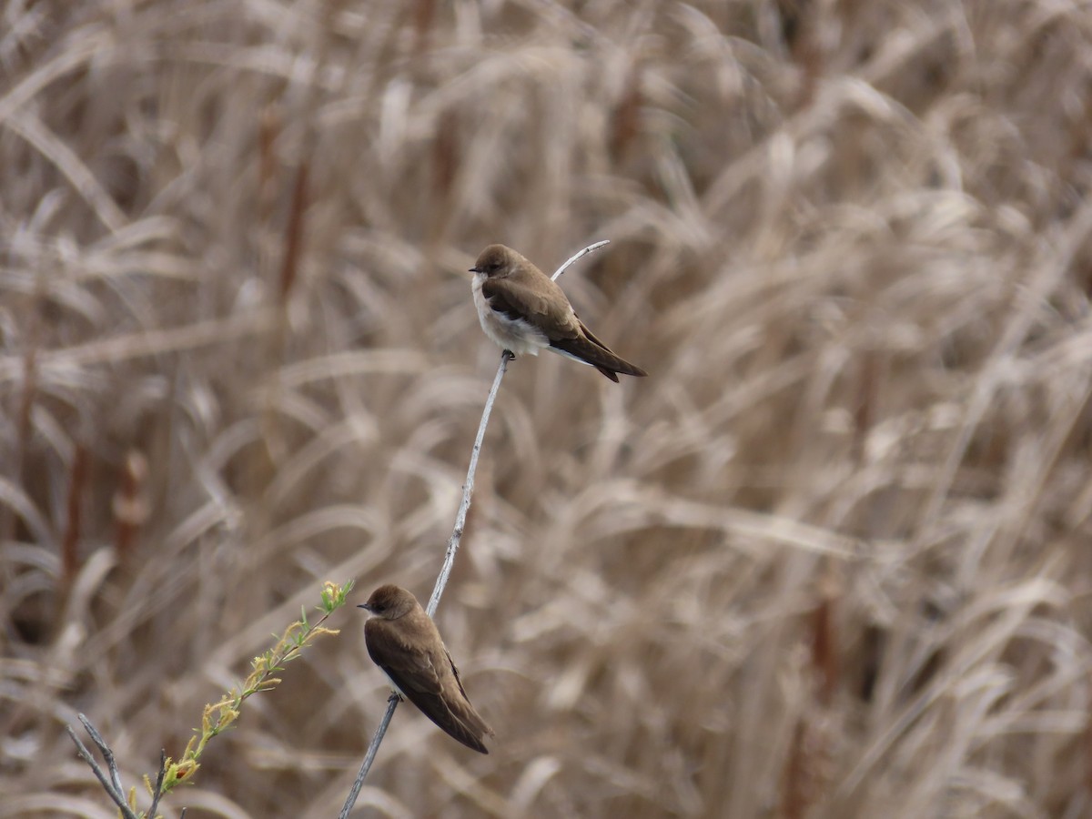 Northern Rough-winged Swallow - ML618471493