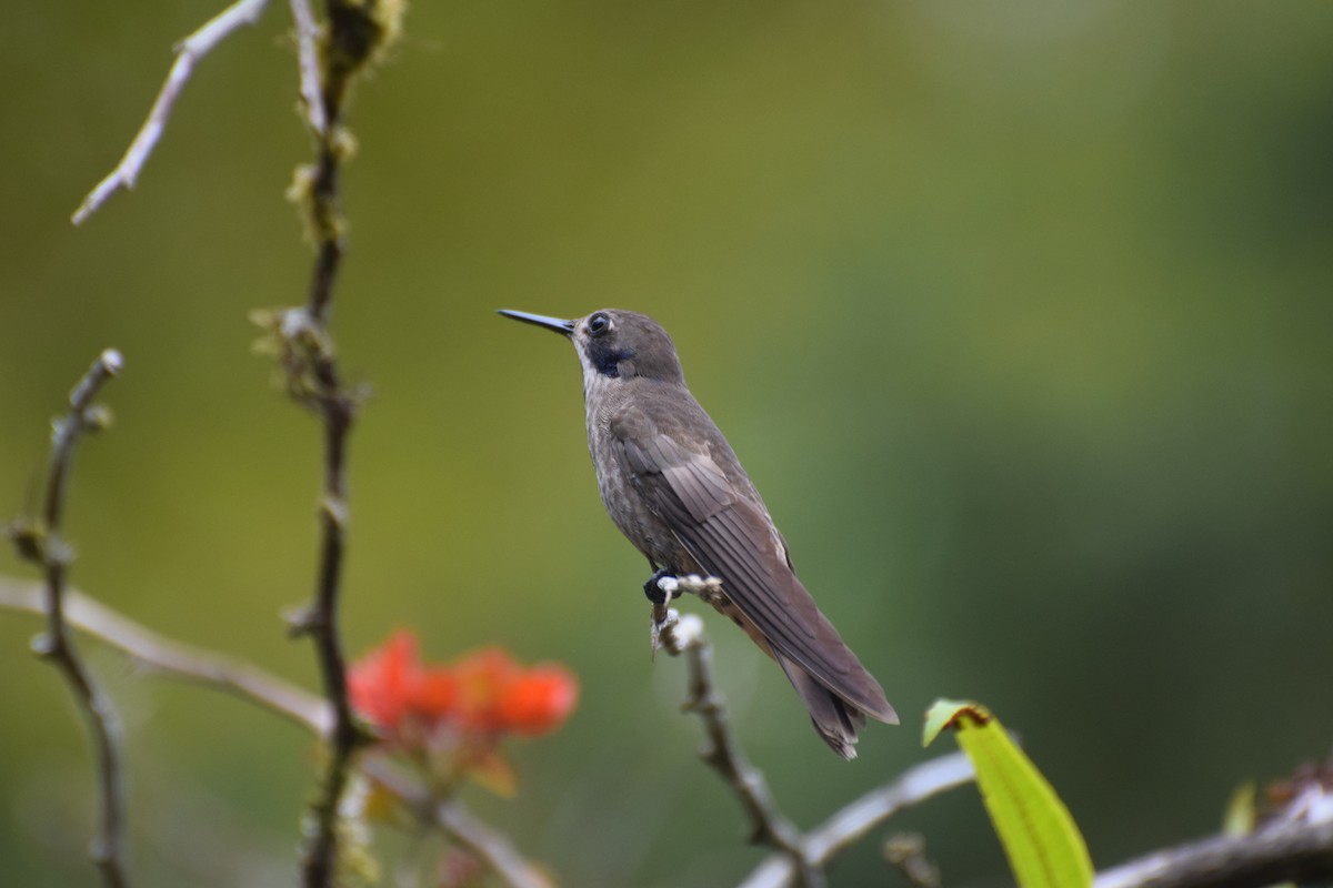 kolibřík fialovouchý - ML618471495