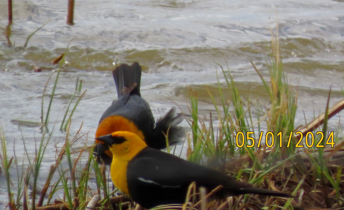 Yellow-headed Blackbird - ML618471513