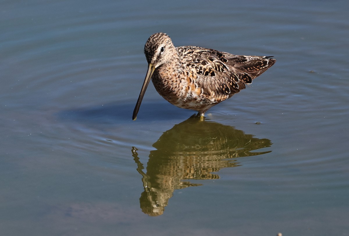 Long-billed Dowitcher - ML618471545