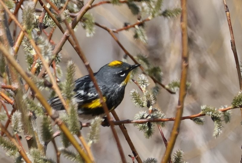 Yellow-rumped Warbler - Scott Jubinville