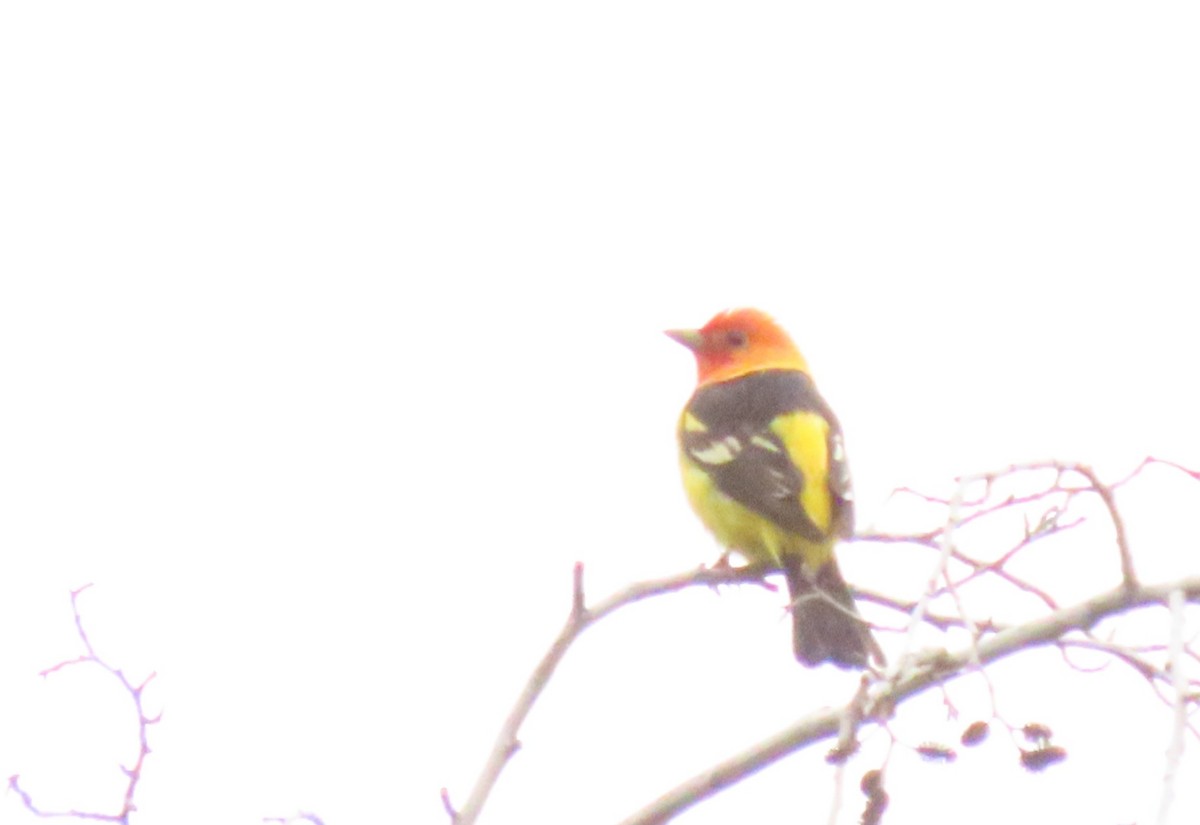 Western Tanager - ML618471547