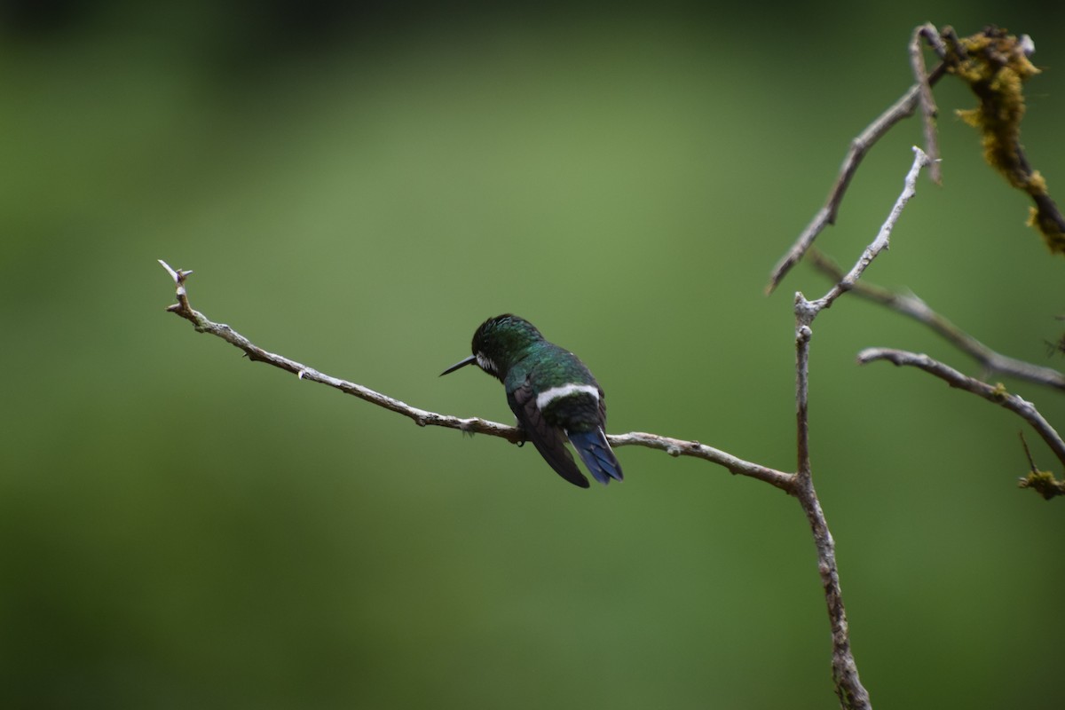 kolibřík trnoocasý - ML618471568
