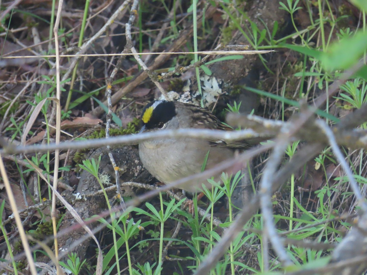 Golden-crowned Sparrow - ML618471573