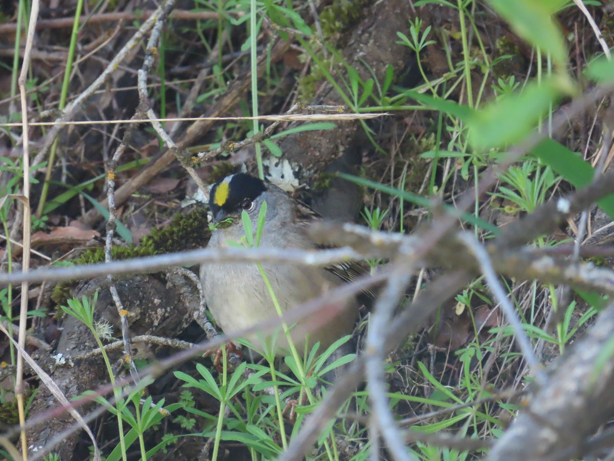 Golden-crowned Sparrow - ML618471574