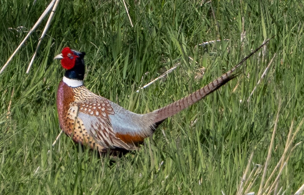 Ring-necked Pheasant - ML618471579