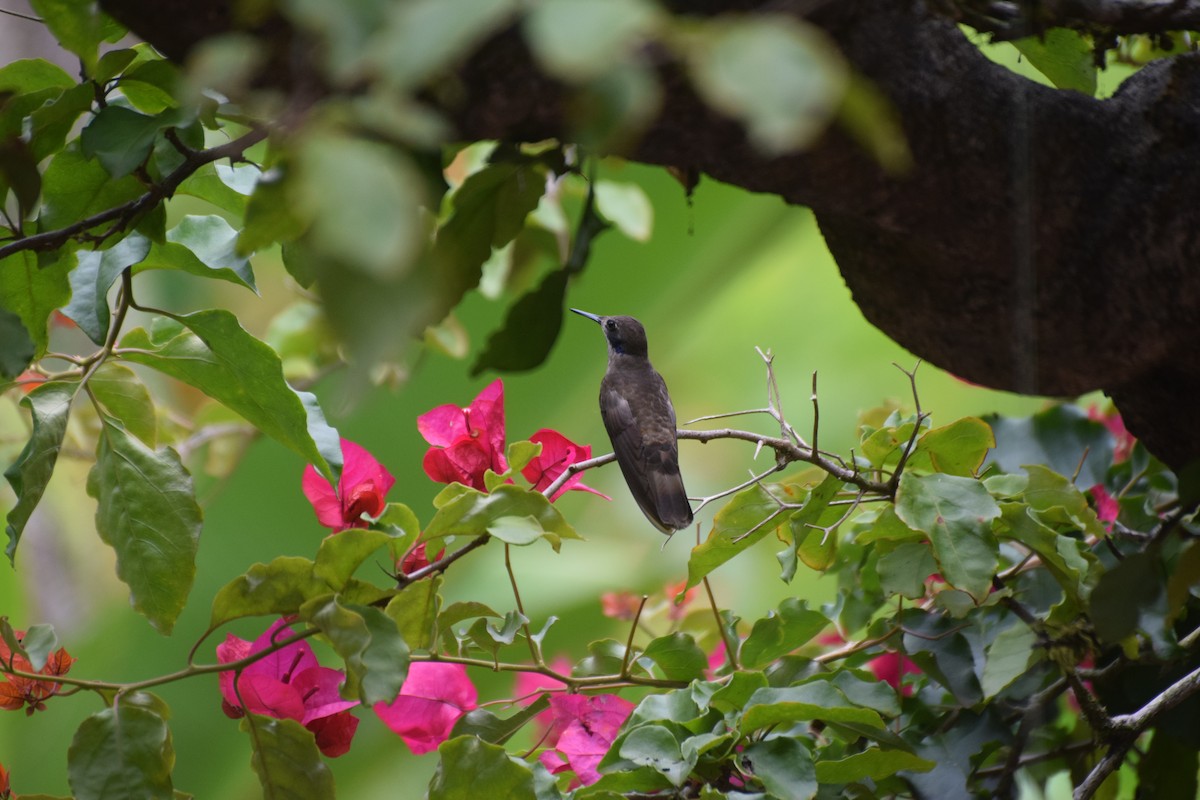 kolibřík fialovouchý - ML618471582