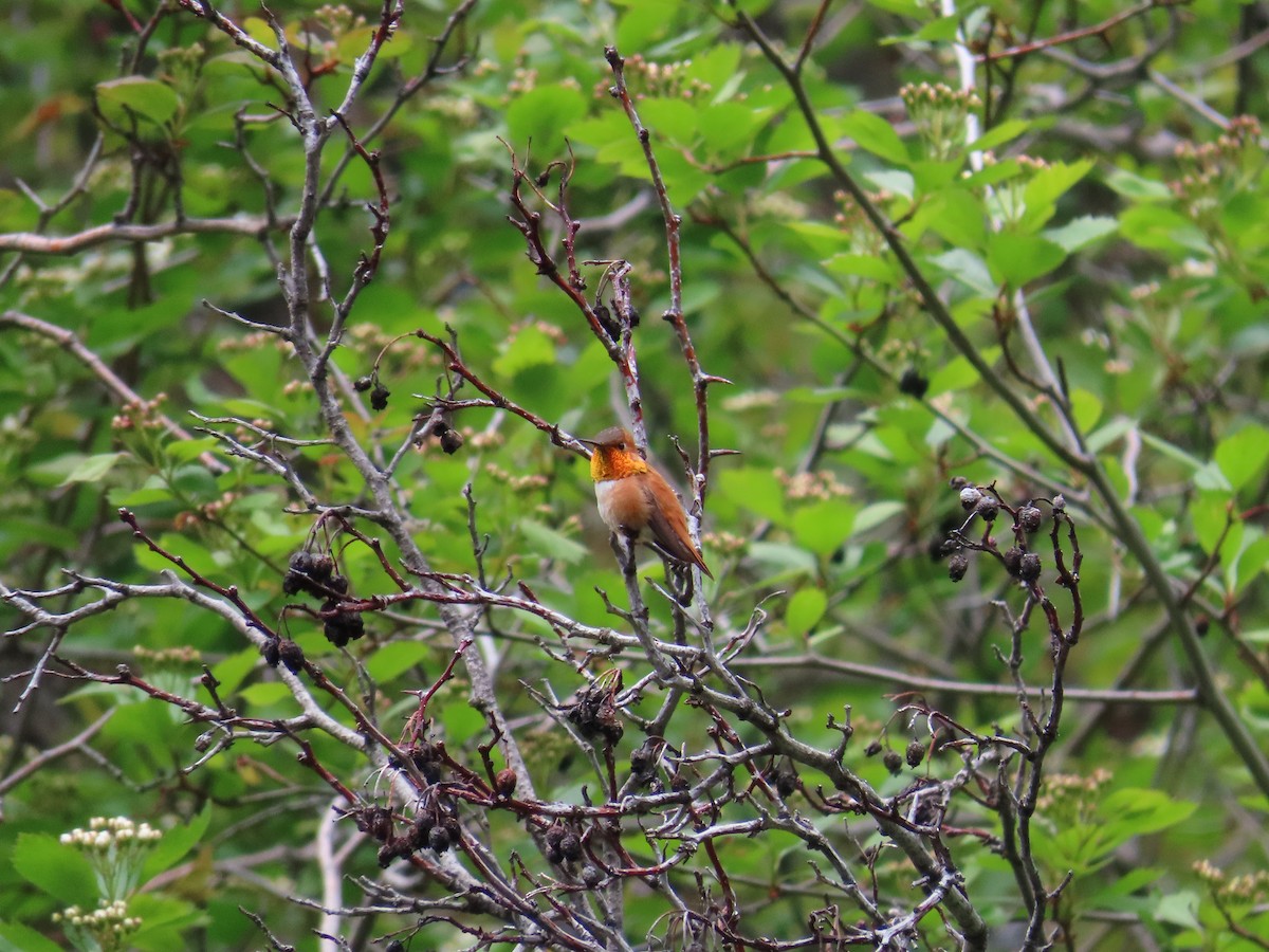 Rufous Hummingbird - ML618471593