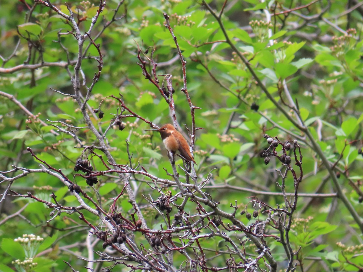 Rufous Hummingbird - ML618471594