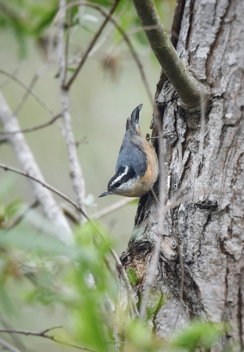 Red-breasted Nuthatch - ML618471595