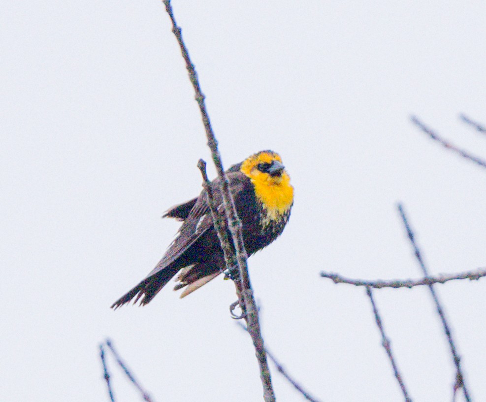 Yellow-headed Blackbird - ML618471597