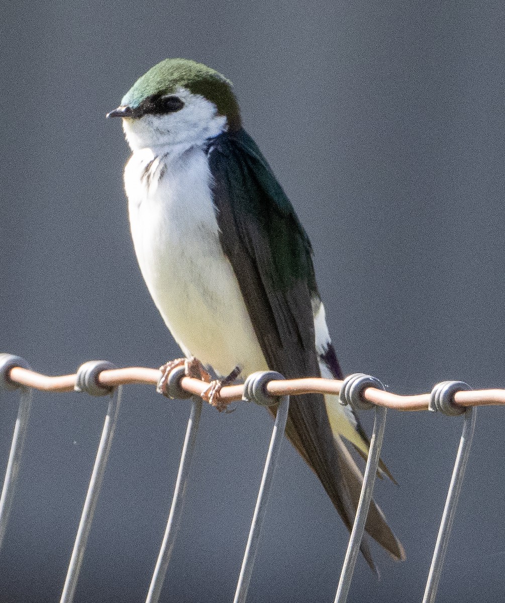 Violet-green Swallow - ML618471604