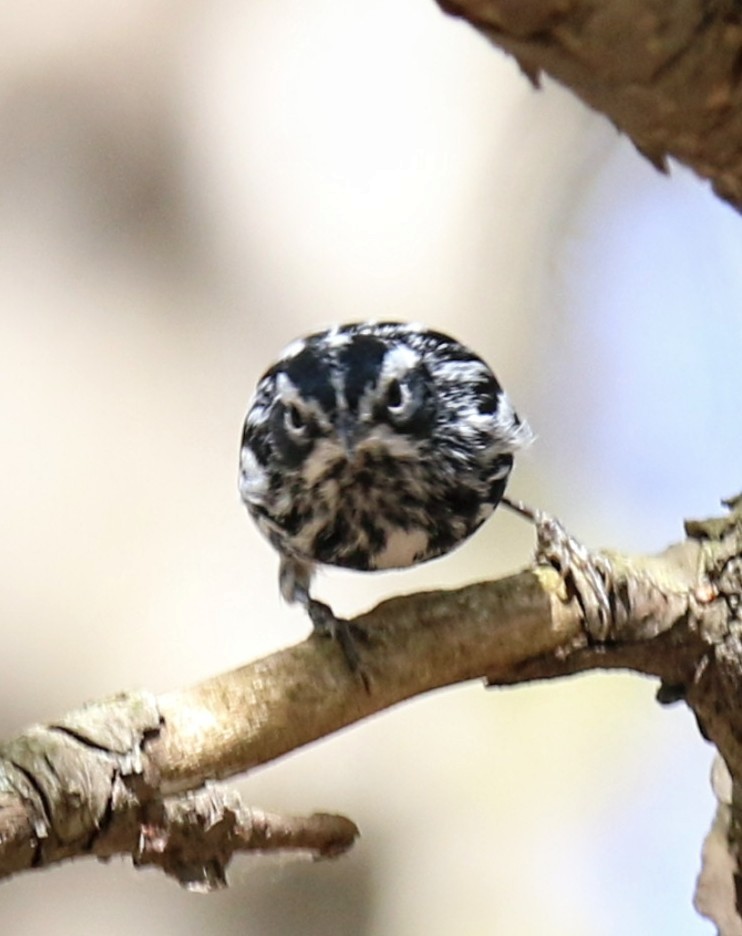 Black-and-white Warbler - ML618471608
