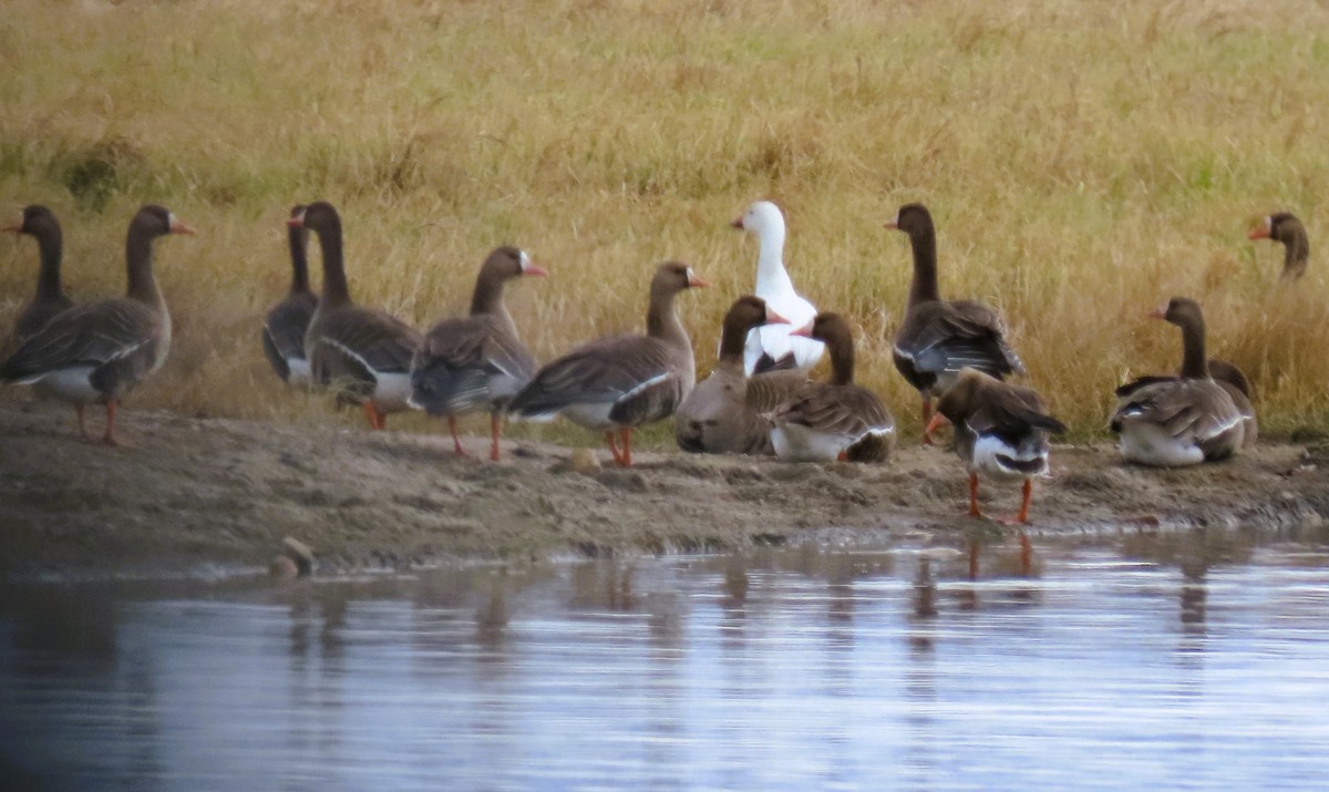 Greater White-fronted Goose - ML618471620