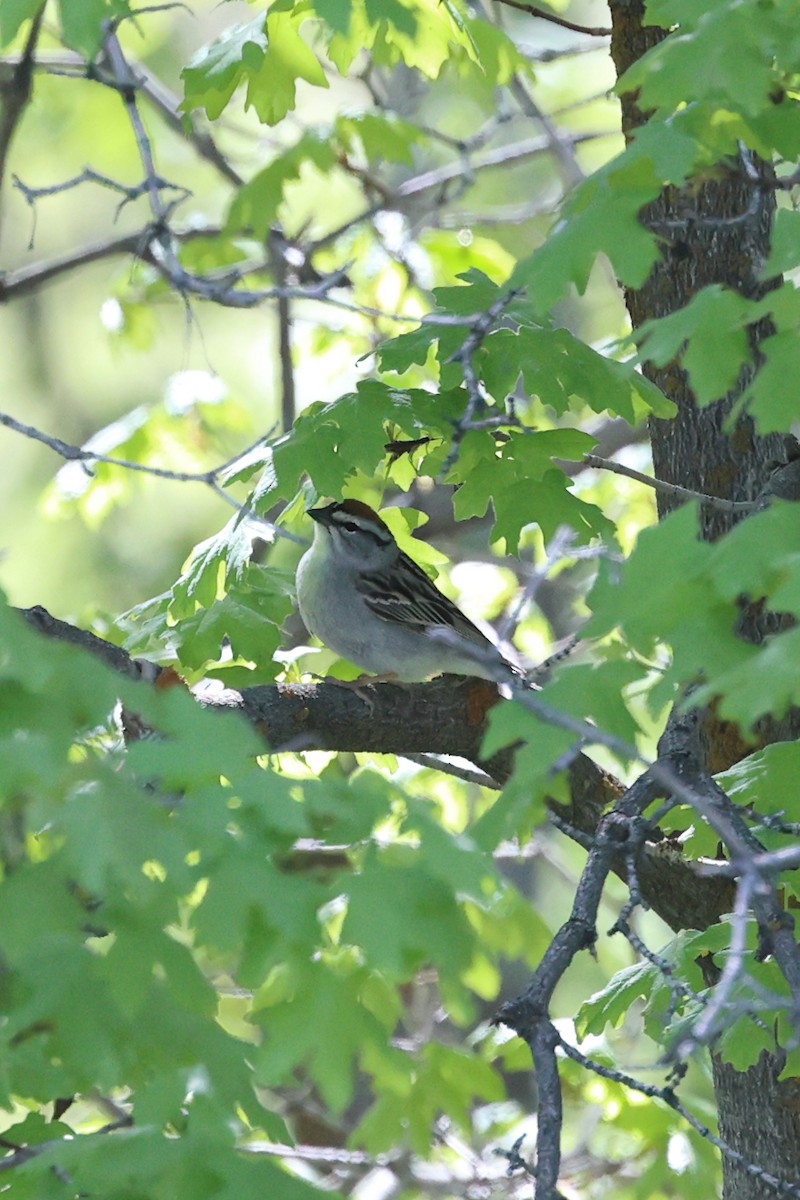 Chipping Sparrow - ML618471623
