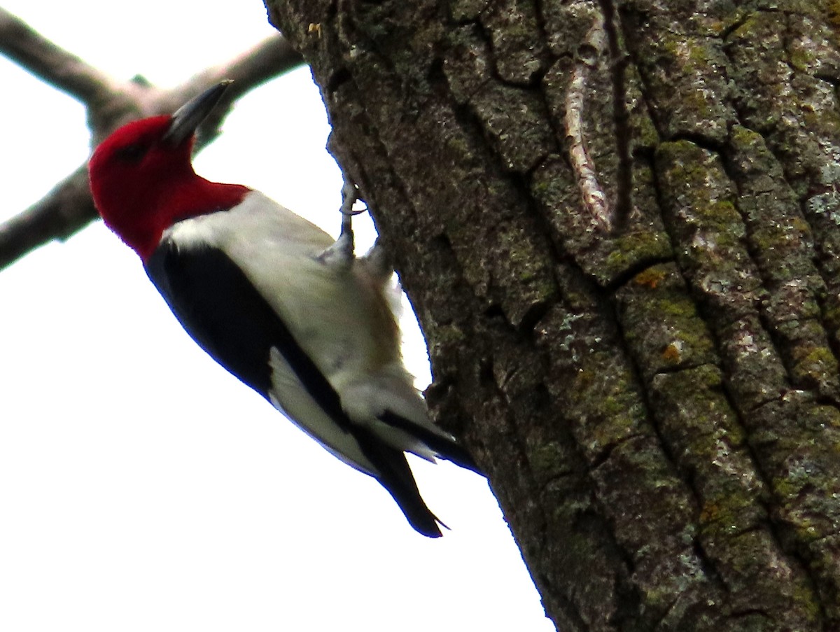 Red-headed Woodpecker - ML618471627