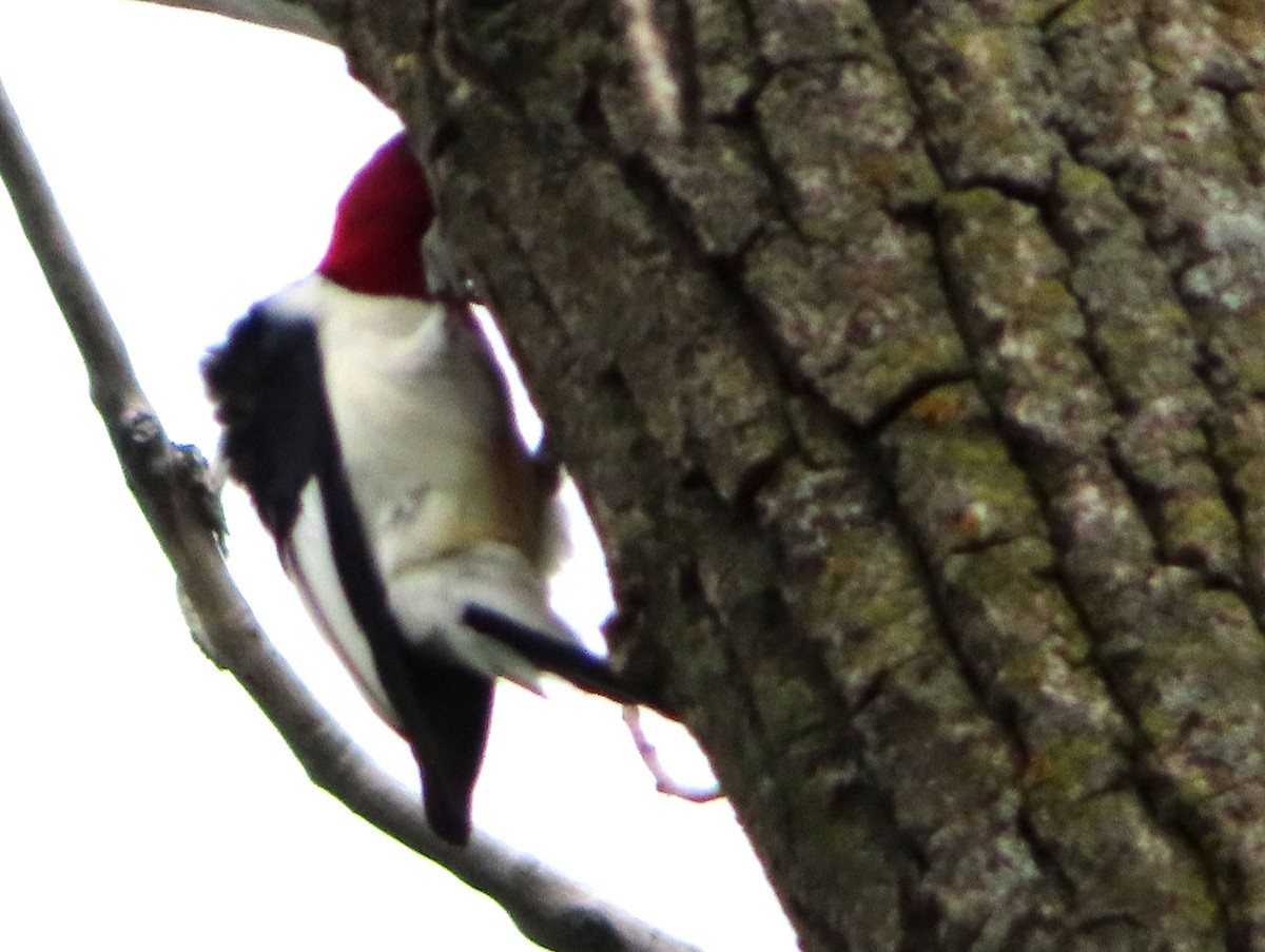 Red-headed Woodpecker - ML618471628