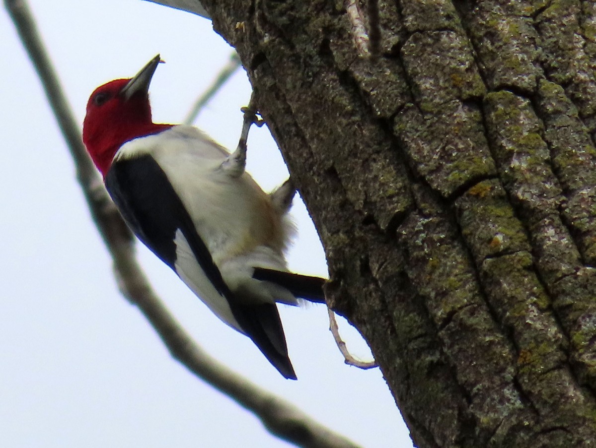 Red-headed Woodpecker - ML618471630
