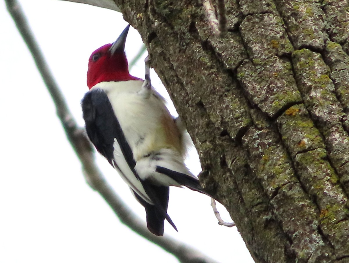 Red-headed Woodpecker - ML618471631
