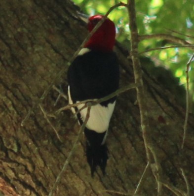 Red-headed Woodpecker - ML618471687