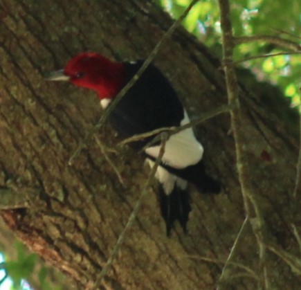 Red-headed Woodpecker - ML618471688