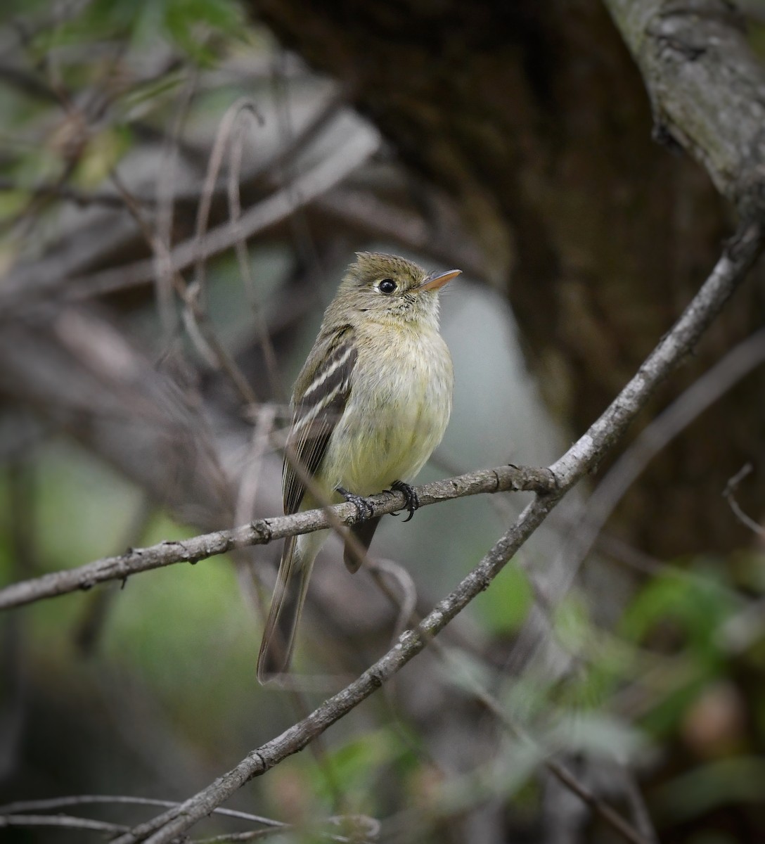 Western Flycatcher (Pacific-slope) - Caleb P.