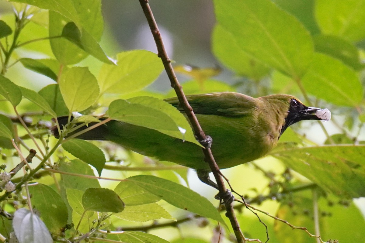 Greater Green Leafbird - ML618471709