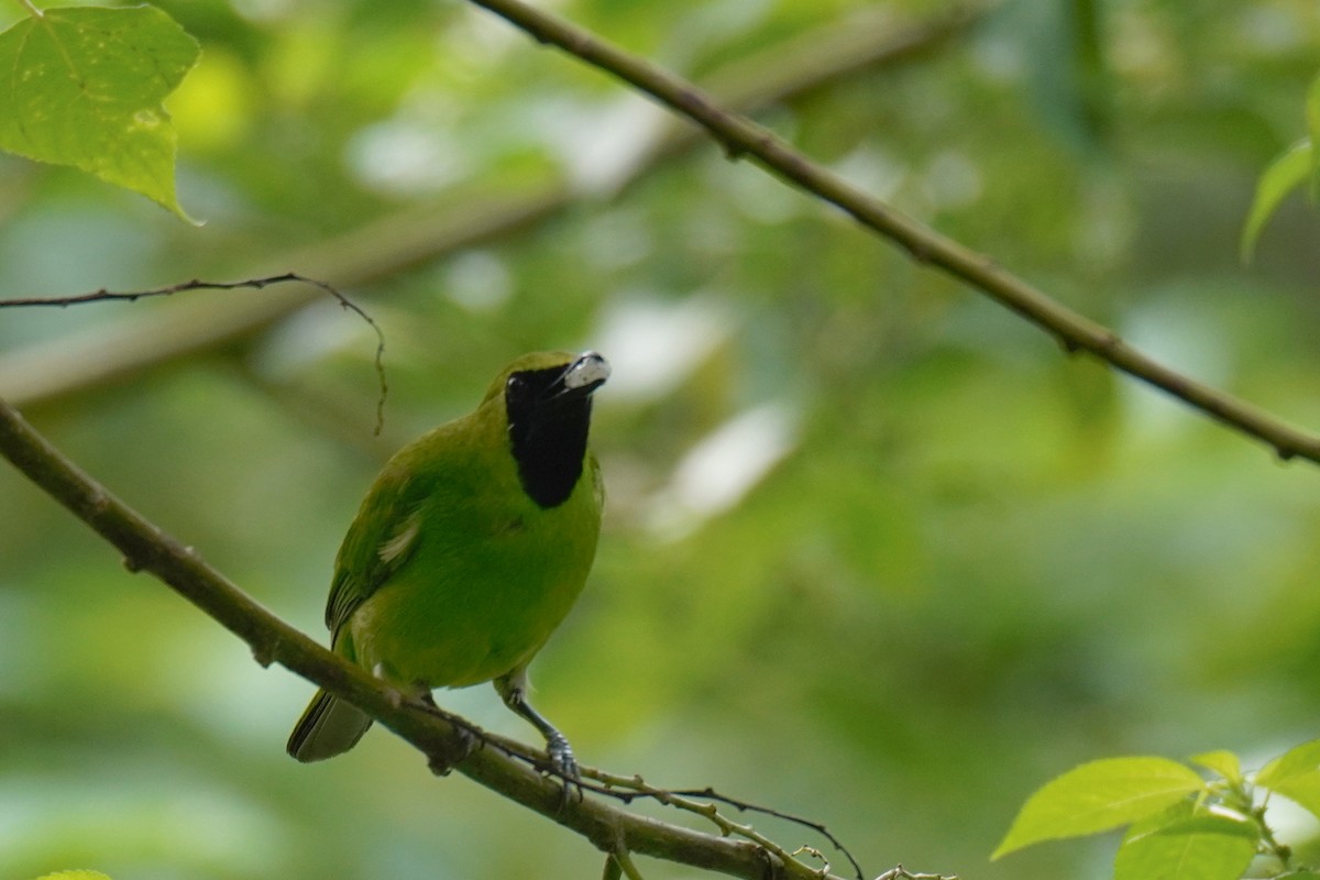 Greater Green Leafbird - ML618471713