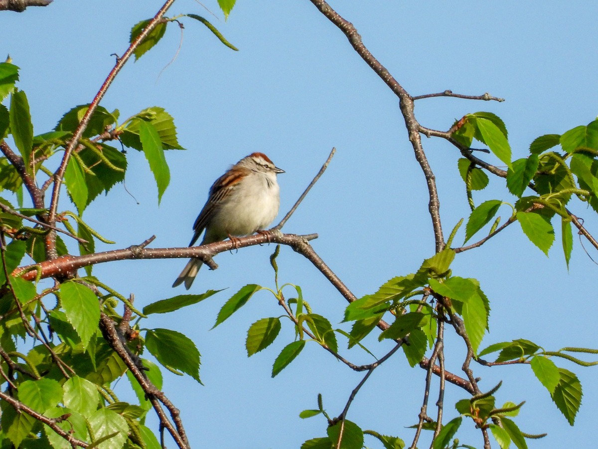 Chipping Sparrow - ML618471714