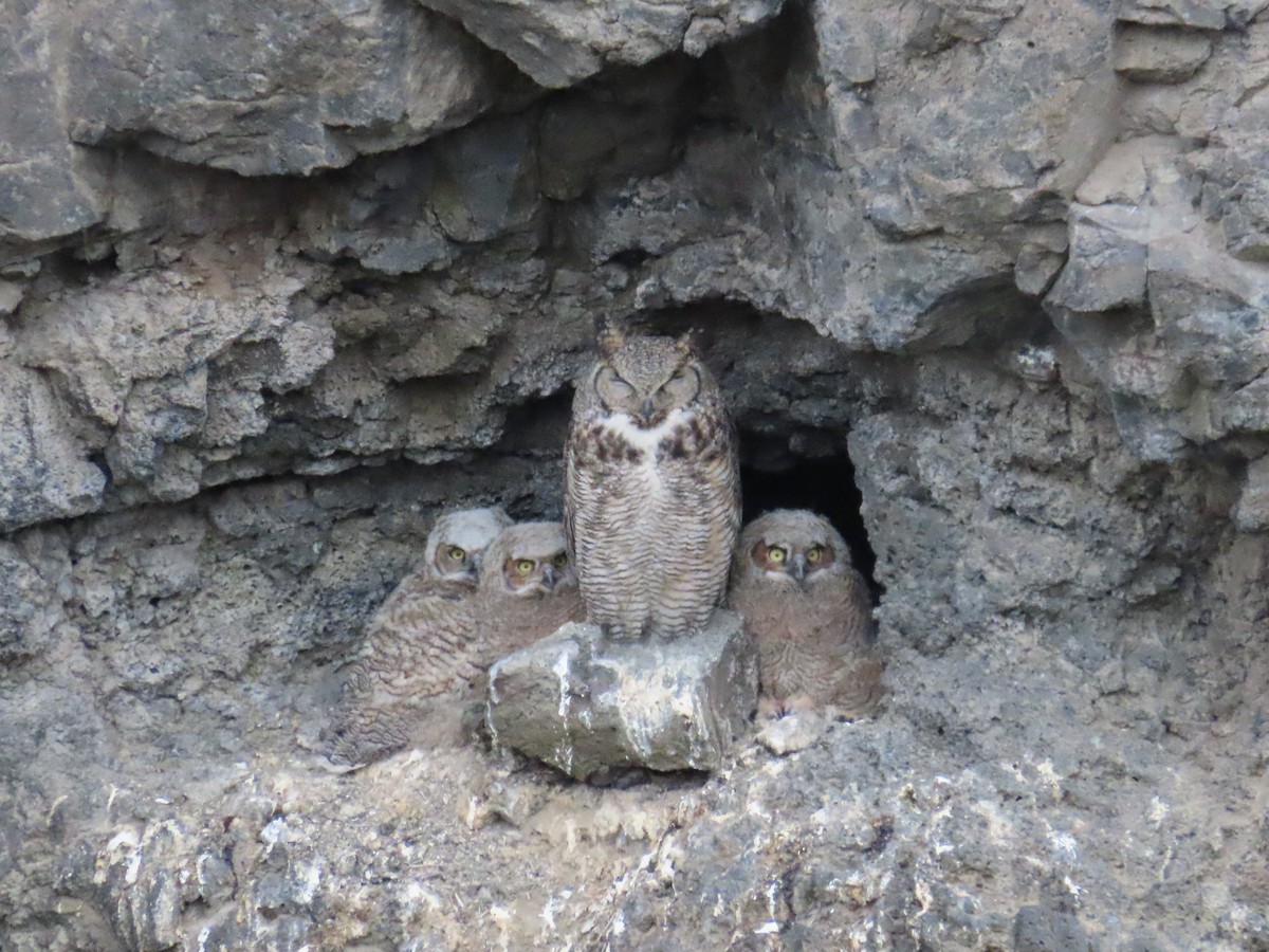 Great Horned Owl - ML618471715