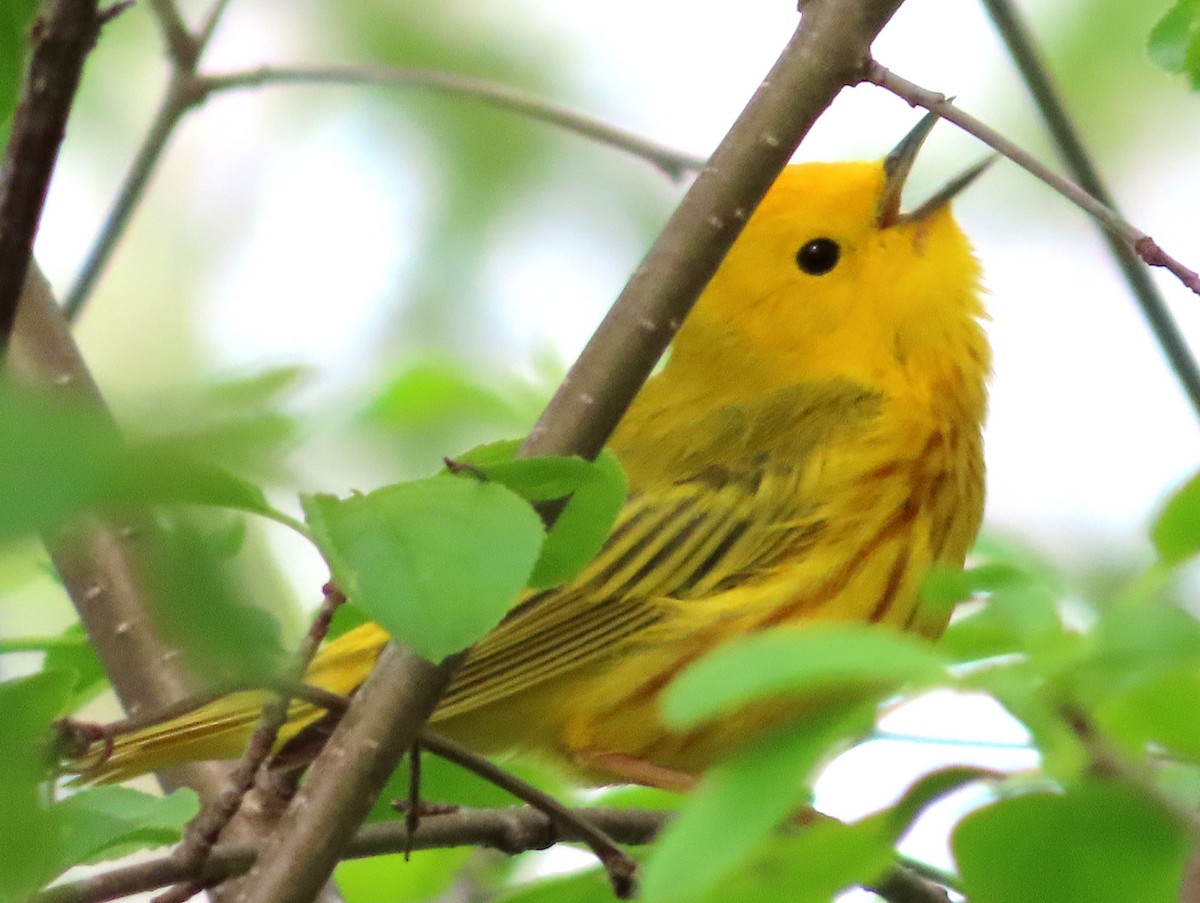 Yellow Warbler - Charles Henrikson