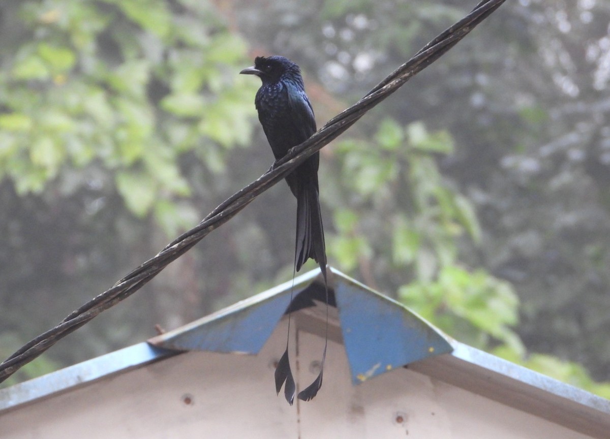 Greater Racket-tailed Drongo - ML618471744
