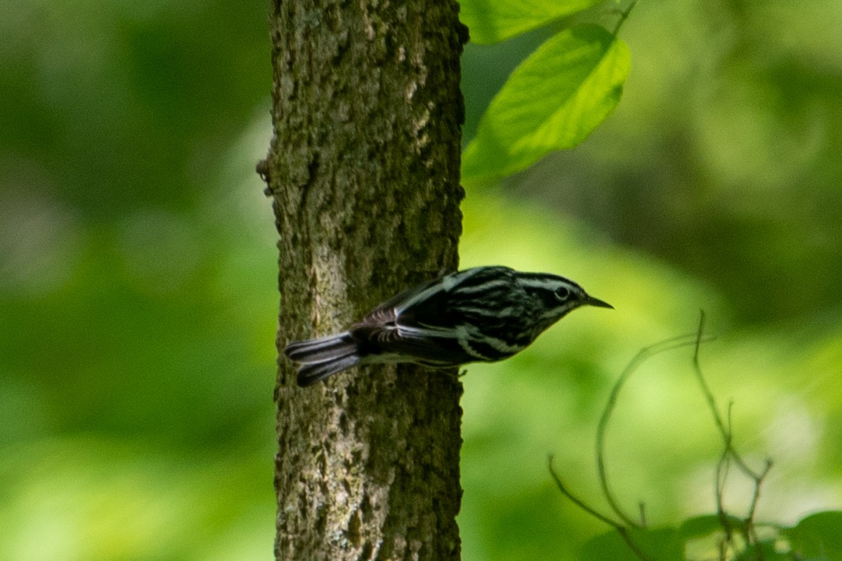 Black-and-white Warbler - ML618471784
