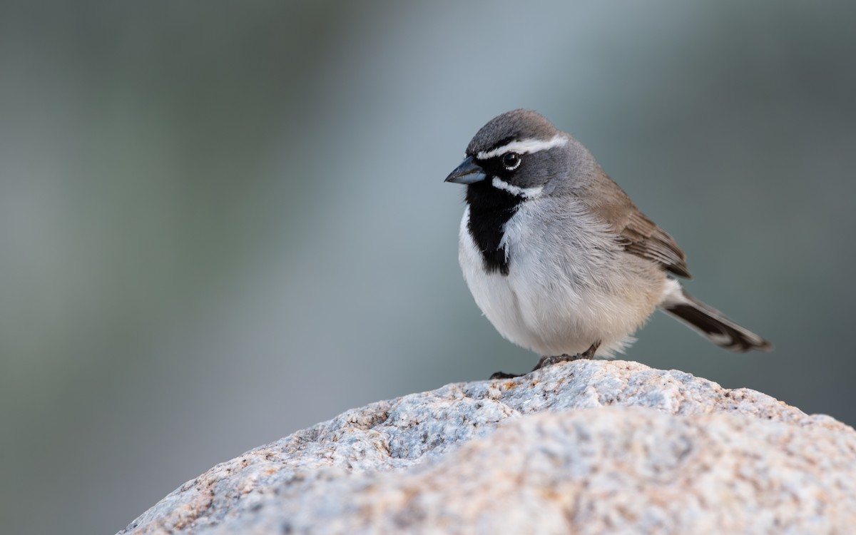 Black-throated Sparrow - ML618471820